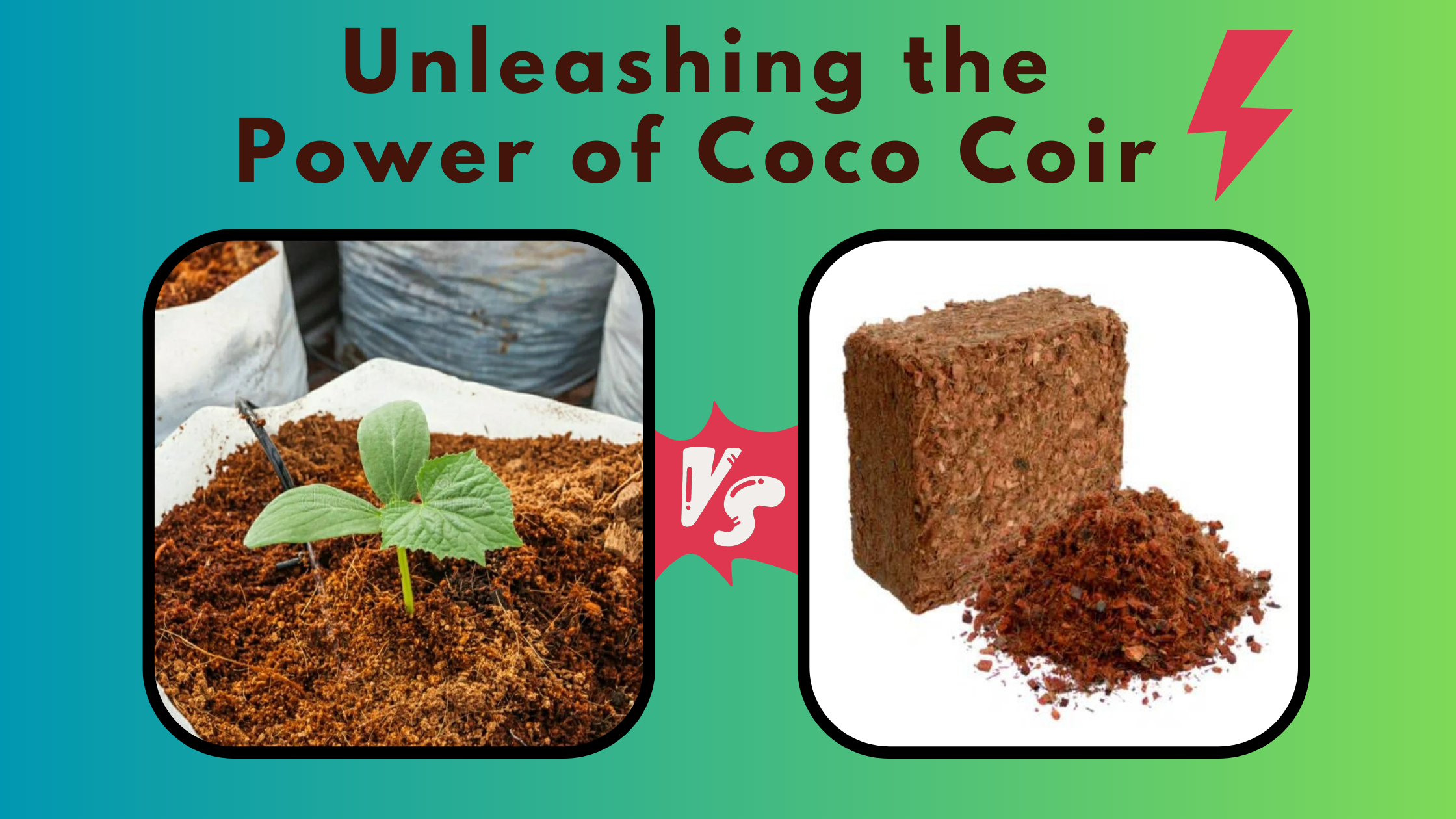 A Complete Guide to Coco Peat and Husk Chip Blocks