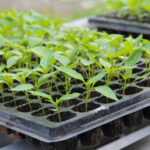 grekkon-Seedling-trays-01-1