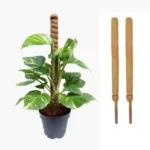 nurserylive-gardening-accessories-3ft-coir-pole-781850